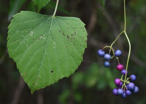Ampelopsis cordata (heart leaf peppervine)