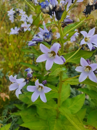 Campanula lactiflora (Milky Bellflower)