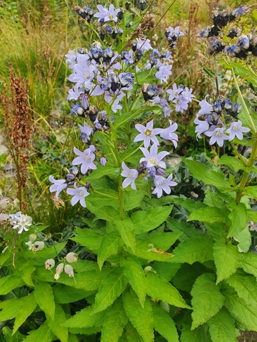 Campanula lactiflora (Milky Bellflower)