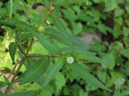 Eclipta prostrata (False Daisy) (alternate view 4)