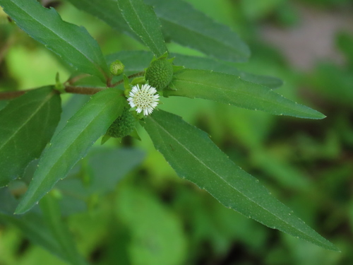 Eclipta prostrata (False Daisy) (alternate view 3)