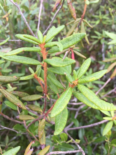 Rhododendron groenlandicum (Labrador Tea) (alternate view 2)