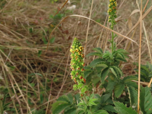 Agrimonia eupatoria (common agrimony)