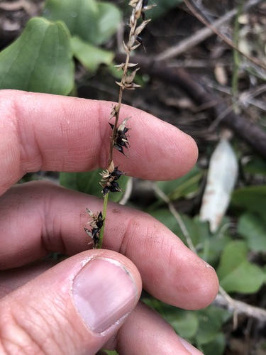 Carex declinata (Drooping Sedge)