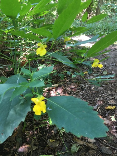 Impatiens pallida (pale jewelweed)