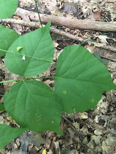 Hylodesmum glutinosum (pointed-leaved tick-trefoil) (alternate view 3)