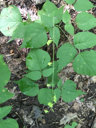 Hylodesmum glutinosum (pointed-leaved tick-trefoil) (alternate view 4)