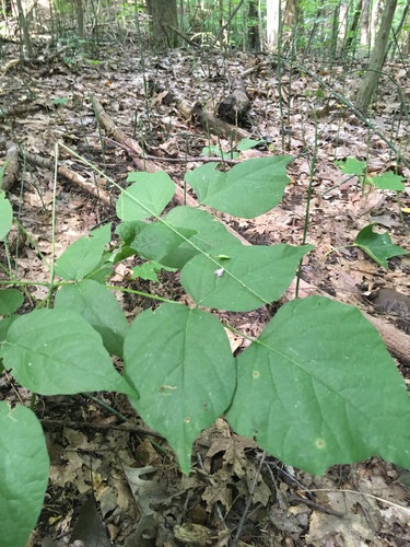 Hylodesmum glutinosum (pointed-leaved tick-trefoil) (alternate view 2)