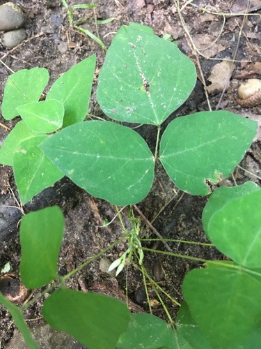 Amphicarpaea bracteata (American hog-peanut)