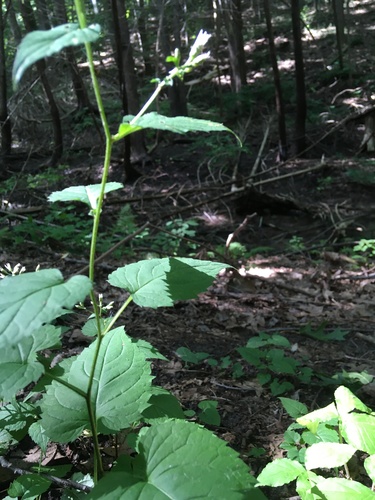 Eurybia divaricata (White Wood Aster) (alternate view 3)