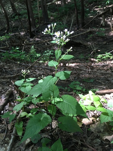 Eurybia divaricata (White Wood Aster)