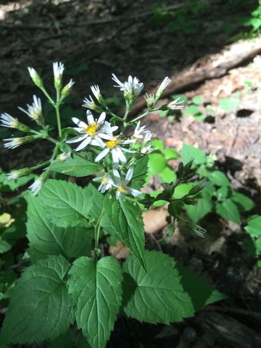 Eurybia divaricata (White Wood Aster) (alternate view 2)
