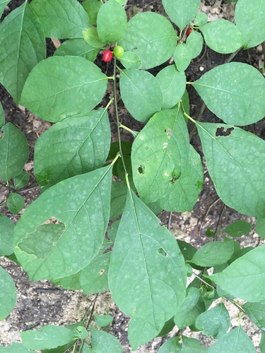Lindera benzoin (northern spicebush)