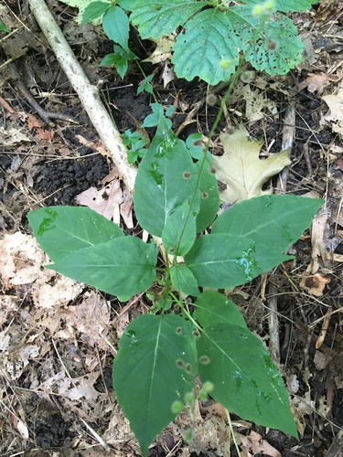 Circaea canadensis (broadleaf enchanter's nightshade)