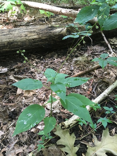 Circaea canadensis (broadleaf enchanter's nightshade)