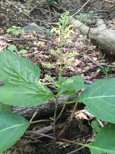 Collinsonia canadensis (citronella horse balm) (alternate view 5)
