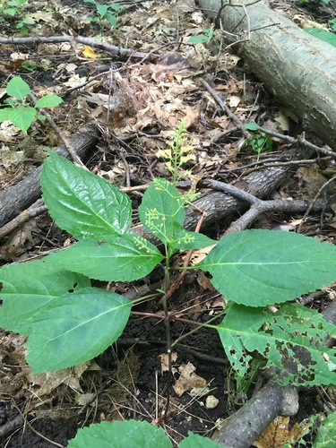 Collinsonia canadensis (citronella horse balm) (alternate view 4)