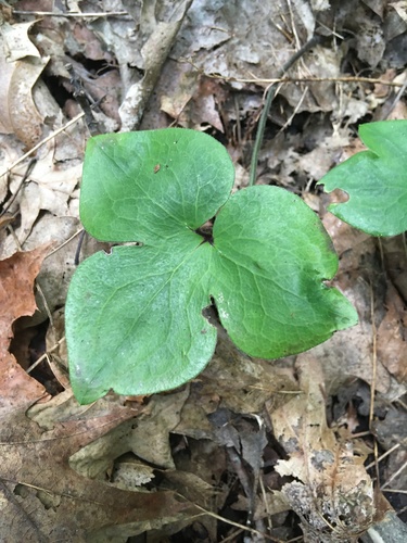 Hepatica acutiloba (sharp-lobed hepatica)