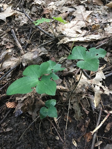 Hepatica acutiloba (sharp-lobed hepatica)