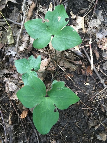 Hepatica acutiloba (sharp-lobed hepatica)