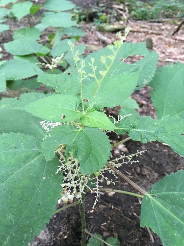 Laportea canadensis (wood nettle)