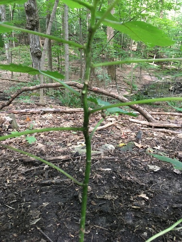 Laportea canadensis (wood nettle)