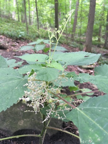 Laportea canadensis (wood nettle)