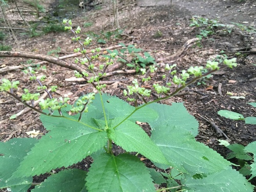 Laportea canadensis (wood nettle)