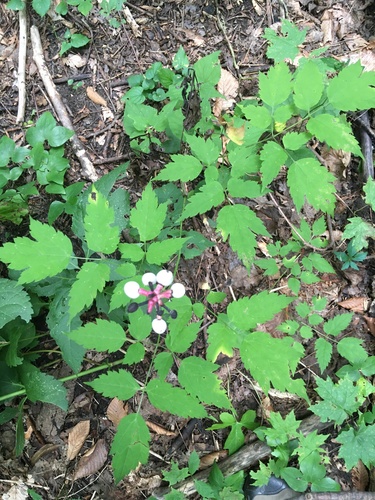 Actaea pachypoda (White Baneberry) (alternate view 4)