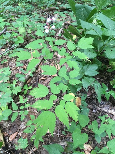 Actaea pachypoda (White Baneberry) (alternate view 2)