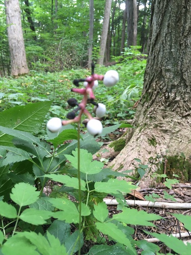 Actaea pachypoda (White Baneberry) (alternate view 3)