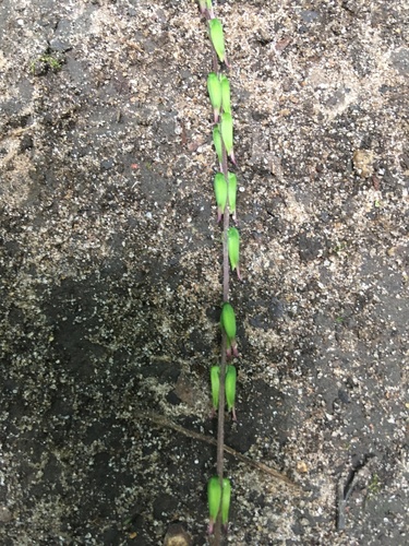 Phryma leptostachya (American lopseed) (alternate view 4)