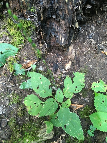 Phryma leptostachya (American lopseed) (alternate view 3)