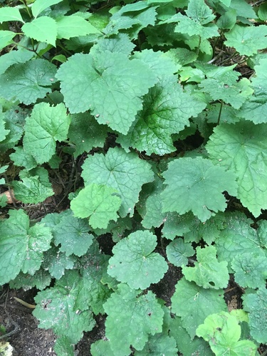 Tiarella stolonifera (Creeping Foamflower) (alternate view 2)