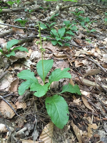 Pyrola elliptica (shinleaf) (alternate view 5)