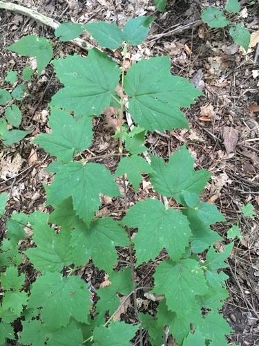 Viburnum acerifolium (mapleleaf viburnum)