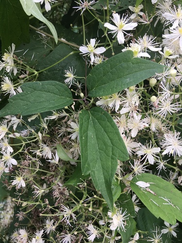Clematis virginiana (virgin's-bower)