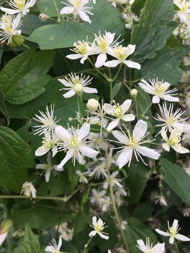 Clematis virginiana (virgin's-bower)