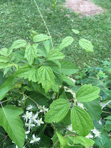 Clematis virginiana (virgin's-bower)