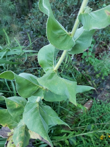 Helianthus mollis (ashy sunflower) (alternate view 3)
