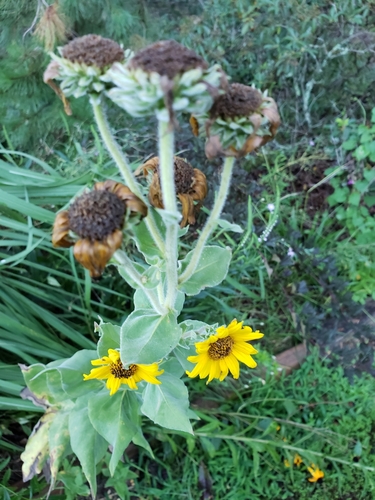 Helianthus mollis (ashy sunflower) (alternate view 4)