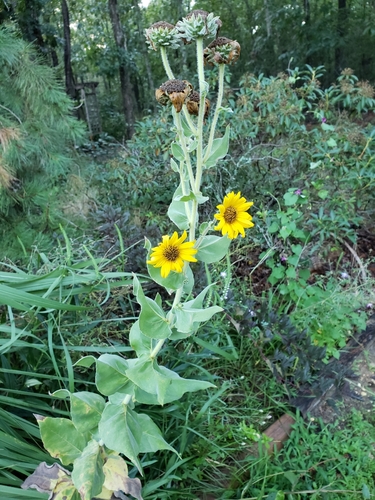 Helianthus mollis (ashy sunflower) (alternate view 5)