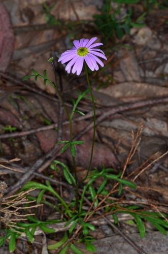 Brachyscome ciliaris (Variable Daisy)
