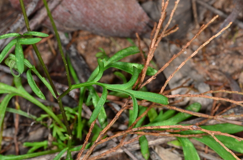 Brachyscome ciliaris (Variable Daisy) (alternate view 2)