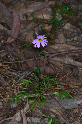 Brachyscome ciliaris (Variable Daisy) (alternate view 3)