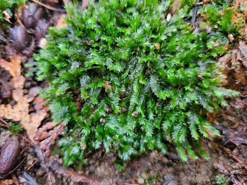 Fissidens taxifolius (Common Pocket-moss)