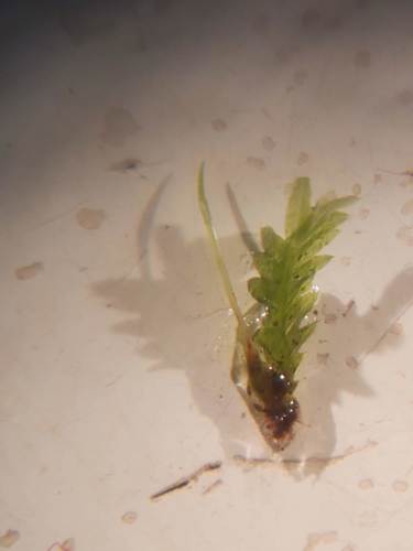 Fissidens taxifolius (Common Pocket-moss)
