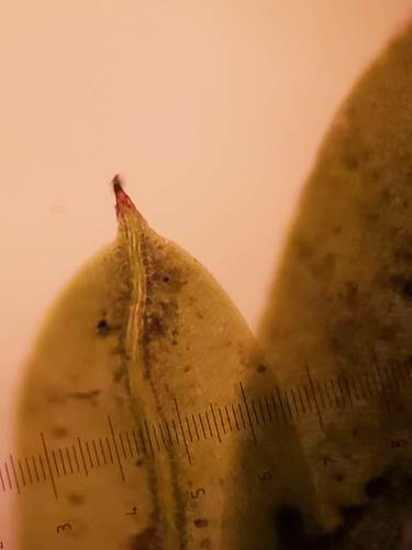 Fissidens taxifolius (Common Pocket-moss)