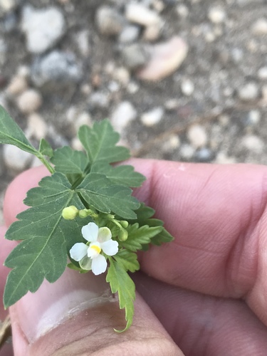 Cardiospermum halicacabum (Lesser Balloon Vine) (alternate view 5)