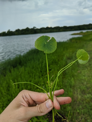 Hydrocotyle umbellata (manyflower marshpennywort) (alternate view 8)